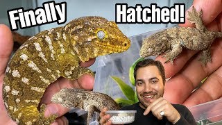 THEY HATCHED JUST IN TIME Rhacodactylus leachianus gecko babies [upl. by Rianon]