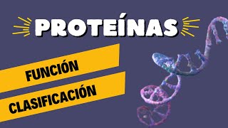 Proteínas Estructura Clasificación Función y Desnaturalización 🔬 [upl. by Fitzgerald]