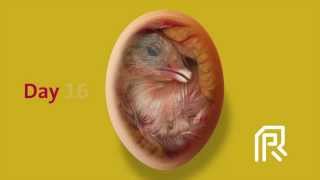 Embryonic development of the chicken [upl. by Countess]