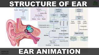 Structure of Ear  Flow Charts and Animation [upl. by Etnaled240]