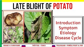 LATE BLIGHT DISEASE OF POTATO [upl. by Aicelet]