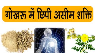 गोखरू के बीजों की ताकत  Gokhru Ke Istemal Ka Sahi Tarika  Gokhru Seeds Explained In Hindi [upl. by Yssor]