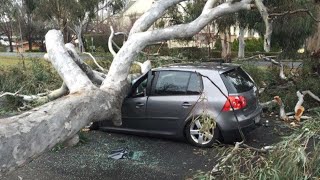 Extreme Dangerous Tree Cutting Fails With Chainsaw  Big Car Crashed Into The Tree Falling Pathetic [upl. by Itsirhc]