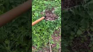 Lever Weeding Magic WeedControl FarmingTips [upl. by Obocaj]