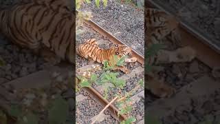 Tumsar Pavnarkhari बाघ दर्शन forest इंडिया railway accident bhandara maharashtra [upl. by Muna]