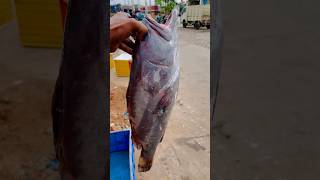 🐠బొంతు ఫిష్ 🐟vizag Harivizagfishingharbour [upl. by Eirallam]