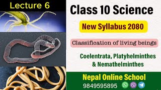 Phylum  Coelentrata Platyheminthes amp Nemathelminthes  Grade 10 Science  New Syllabus 2080  SEE [upl. by Tobias]