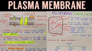 Plasma membrane structure and functions  plasma membrane structure  plasma membrane [upl. by Bounds]