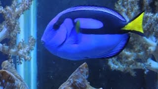 Keeping a Blue Tang in a Reef Aquarium [upl. by Wordoow]