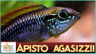 All About Apistogramma Agassizii  The Charming Dwarf Cichlid [upl. by Rolo]