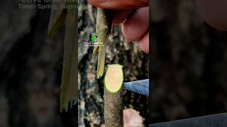 Grafting method of olive tree in spring oliveoilforhair [upl. by Ezirtaeb]