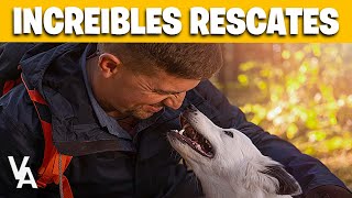 Los momentos más emocionantes de rescate animal [upl. by Erreid]