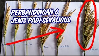 Perbandingan 6 jenis padi Sekaligus inpari 32cl220inpari42if16Rajasa01Galur inul [upl. by Lejna]