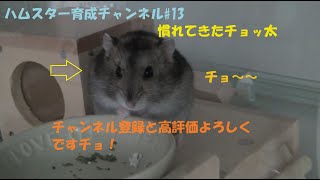 ハムスター育成チャンネル13 飼い始めて一か月～慣れてきたチョッ太～ [upl. by Aphrodite]