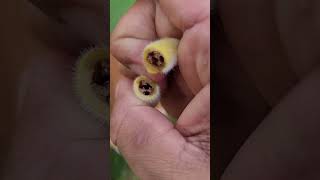 Harvesting dead long squash from my vegetable garden [upl. by Eerbua]