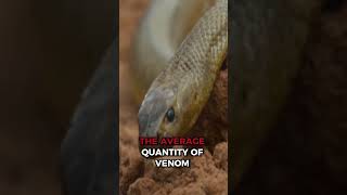 Inland Taipan The Most Venomous Snake on Earth [upl. by Abehsat]