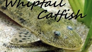 AMAZING CATFISH CLEANER  WHIPTAIL CATFISH [upl. by Therese]