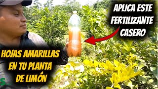 Si las HOJAS de tu Planta de LIMÓN están AMARILLAS es por Falta de HIERRO APLICA ESTO 100 Efectivo [upl. by Enaud734]