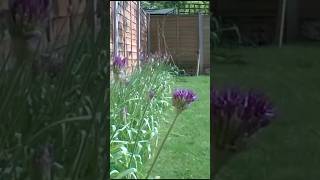 Alliums Flower Timelapse 4 MONTHS in 60secs [upl. by Anyal]