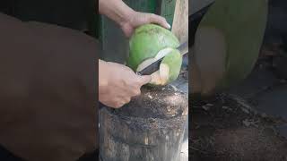 Skills cutting young coconut shortsviral coconut cuttingskills asmr fypシ゚viral [upl. by Llert]