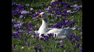 Warmste 25 februari ooit prima lentedag in Slotermeer Amsterdam NieuwWest [upl. by Ecirtam]