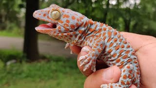 Suara Tokek Yang Keras Seram Suara Tokek Sound of Tokay Gecko Tắc Kè เสียงตุ๊กแกร้องน่ากลัว 5 [upl. by Wolenik]