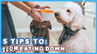 YOUR DOG IS EATING TOO FAST 😦 🐶 How to slow your dog down EASILY [upl. by Conley]