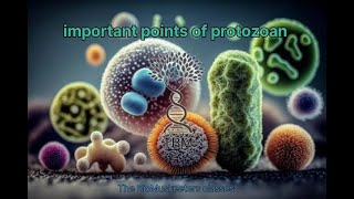 Protozoa Important point  General Characteristics  Neet  Class 11  NCERT  Protozoans MCQ [upl. by Atnohs]