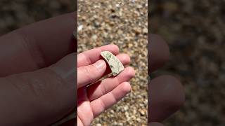 Leaves on the vine 🍃 amigunnagetlucky beachcombing [upl. by Ynnos]