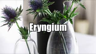 Eryngium [upl. by Aikat]