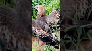 Bird Falcon Attack birds falcon wildlife eagles hawk animals hunting attack shorts [upl. by Pirozzo]