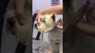 Westie head  jaw line trim lovemud doggroomingtips [upl. by Bertina]