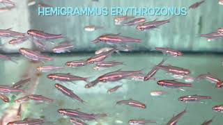 Hemigrammus erythrozonus [upl. by Joeann]