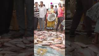 The Weirdest Weather Phenomenon Fish Rain in Yoro [upl. by Tearle]