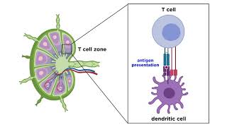 Structure and Immune Function of the Lymphatic System [upl. by Trepur637]