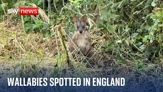 Wallabies spotted in Nottinghamshire as wildlife trust asks for publics help [upl. by Jae]