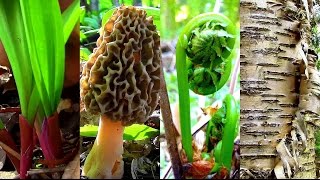 Wild Spring Delicacies Ramps Morels Fiddleheads Birch Sap [upl. by Hopper]