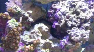 Biocube 29 Stomatella Varia Snail Spawning [upl. by Lilaj615]