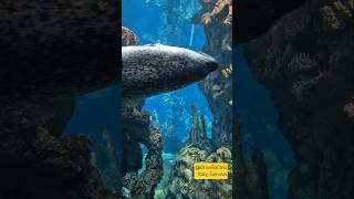 Meet Face to Face with Walrus at Italys Top Aquarium in Genoa bestaquarium toptrending [upl. by Pell]