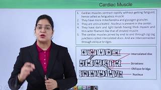 Class10th – Cardiac Muscle  Locomotion and Movement  Tutorials Point [upl. by Annabelle818]