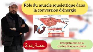 Rôle du muscle squelettique strie dans la conversion d’énergie [upl. by Dorsey]