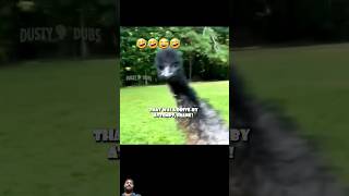 ostrich vs hunter 🔥🔥animals shortvideo funny shortfeed youtubeshort shorts india wildlife [upl. by Ehcram]