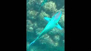 Stoplight Parrotfish putting on a show parrotfish coralreef underwater [upl. by Kaenel]