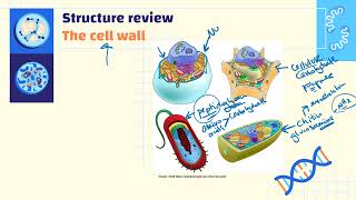 IBDP Biology Topic B22 Organelles amp Compartmentalization [upl. by Nnaoj334]