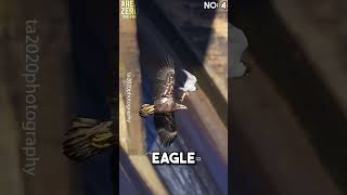 Top 5 Peregrine falcon attacks 🥶🔥 peregrinefalcon hunting [upl. by Doner]