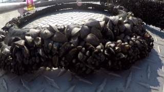 zebra mussels survey at Lewis and Clark [upl. by Atled]