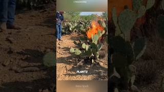 Why Farmers Burn Cactus science cactus astrospark [upl. by Won]