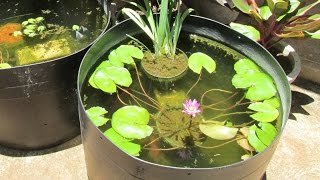 Raising Guppies The Breeding Setup [upl. by Breger448]