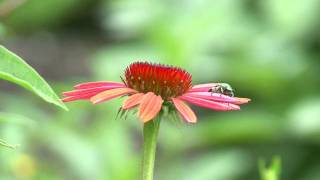 Gardening  Pollinators and Beneficial Insects [upl. by Ezzo]