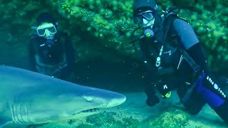 Breathtaking Experience Diving with Sharks  Indian Ocean With Simon Reeve  BBC Studios [upl. by Enitnelav453]